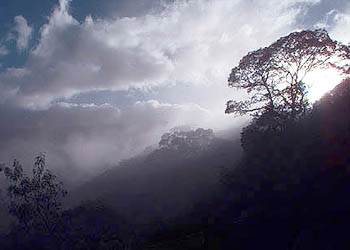 The cloud forest at Amboro.