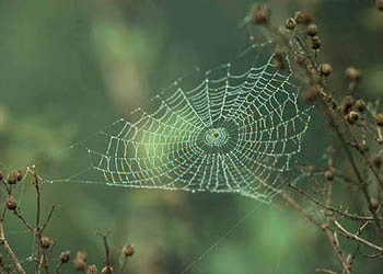A spiderweb in Santa Rosa